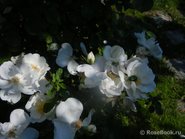 White Star