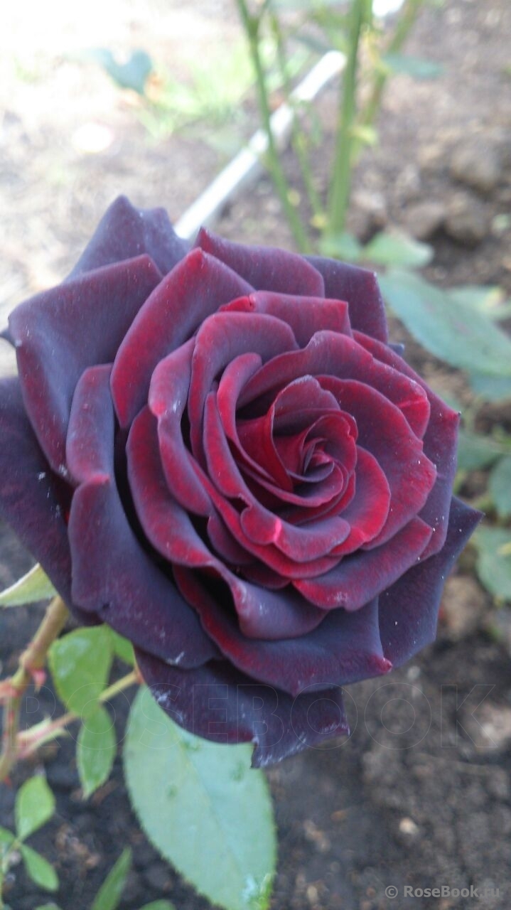 Black Baccara