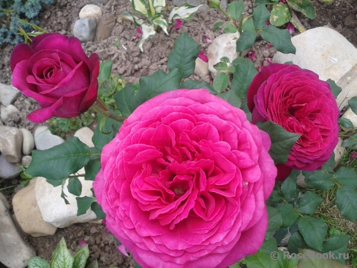 Johann Wolfgang von Goethe Rose®