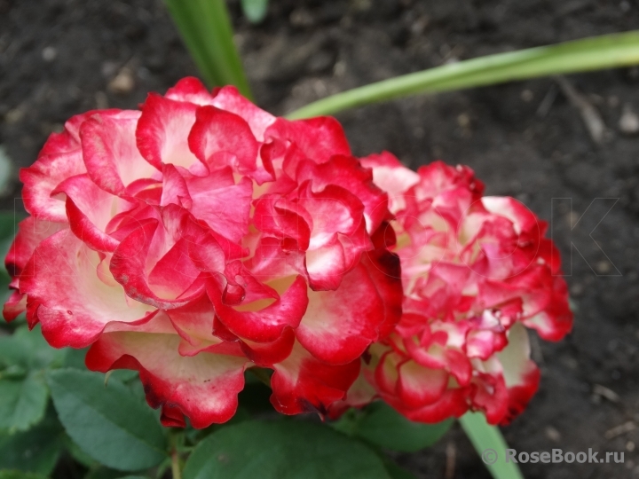Spanish Dancer
