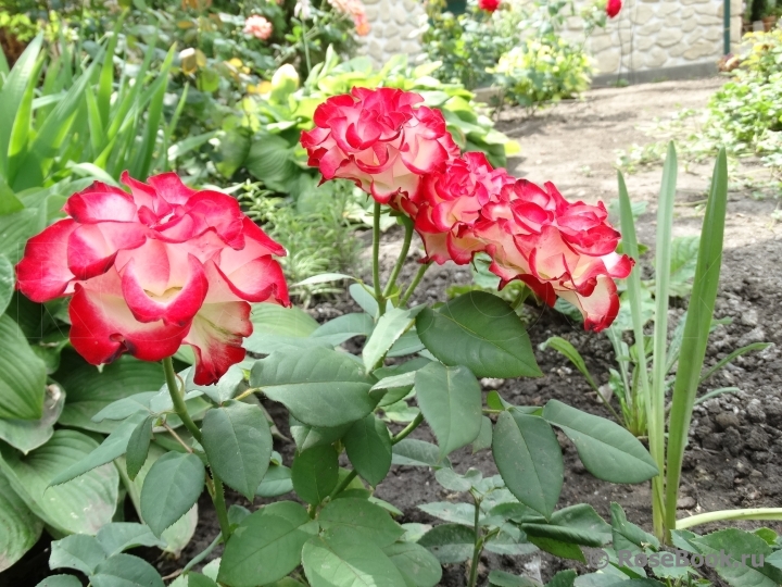 Spanish Dancer