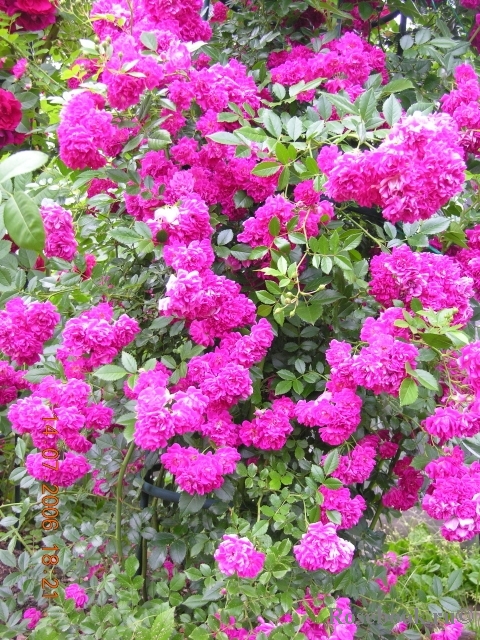 Super Excelsa