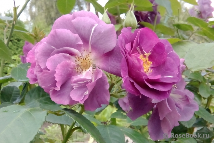 Rhapsody in Blue 