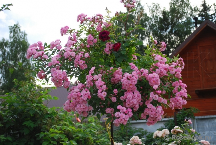 Heavenly Pink