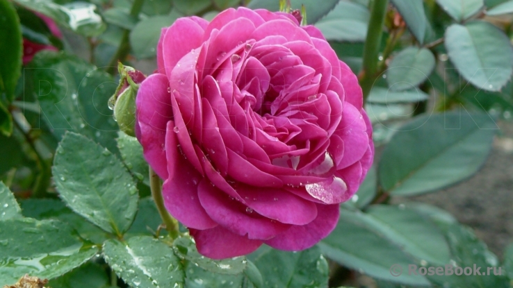 Heidi Klum Rose