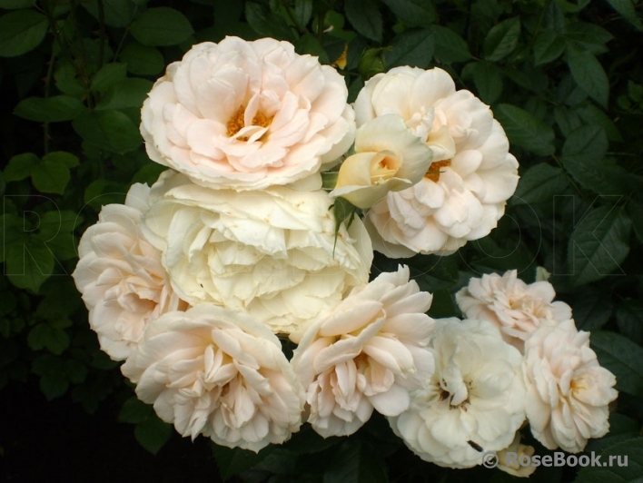 Lions Rose