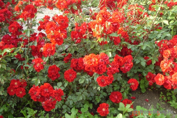 Roter Korsar 