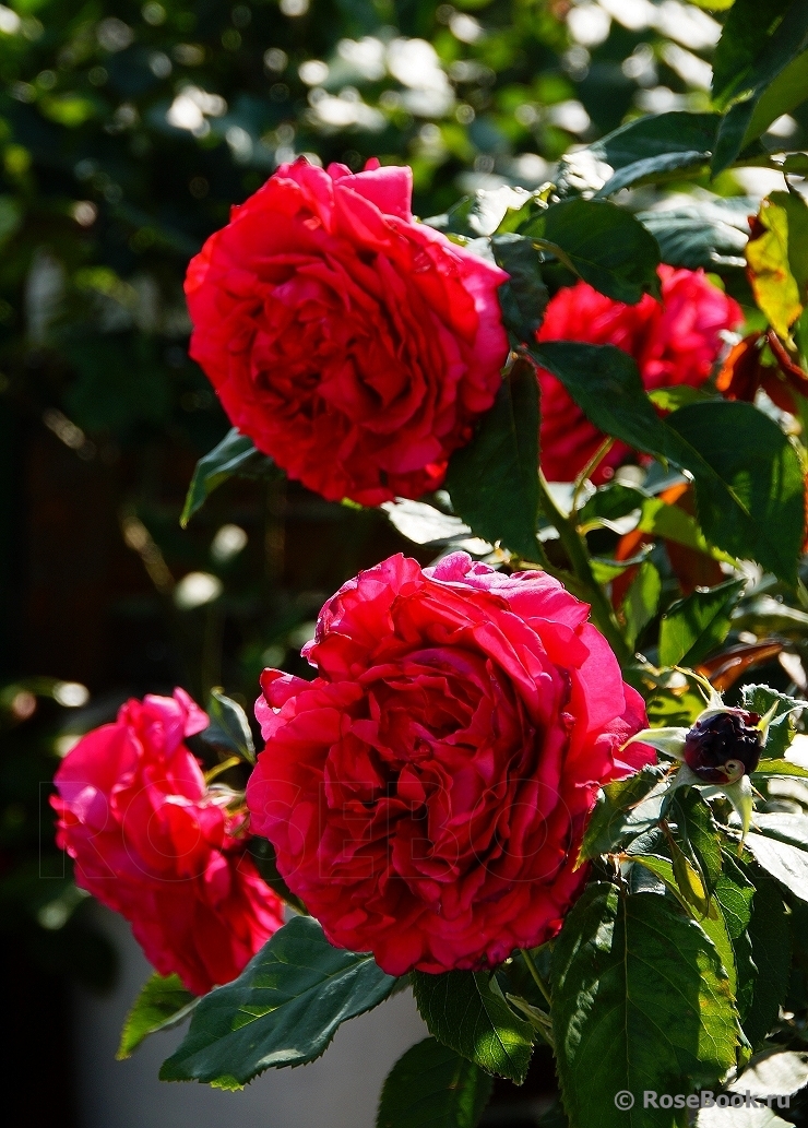 Rosier Rose Lalande de Pomerol ®