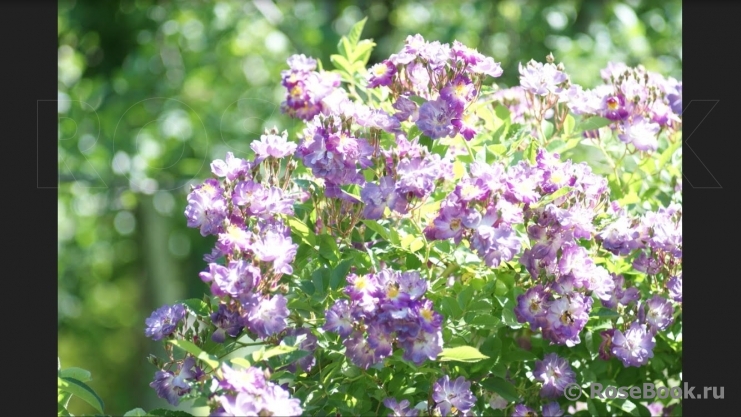 Veilchenblau
