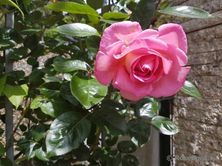 Parfum Royal Clg