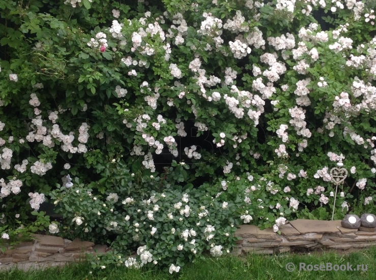Perennial Blush