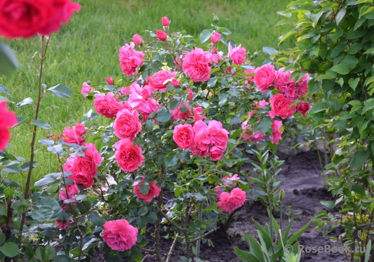 Rosarium Uetersen