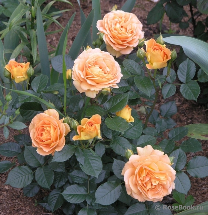 Goldelse