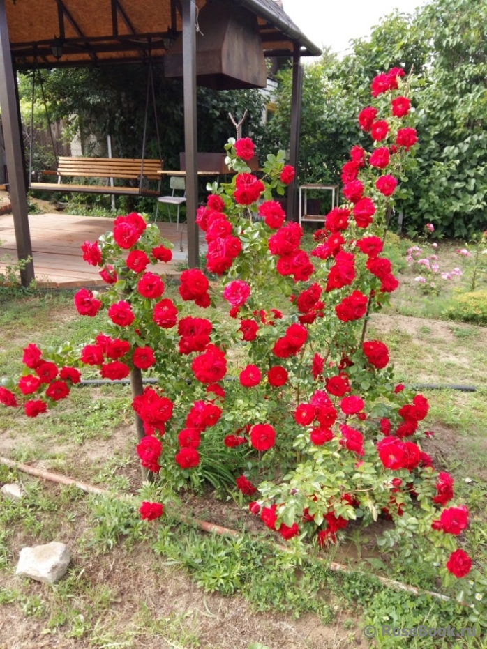 Плетистые Розы Купить Саженцы В Алтае Недорого