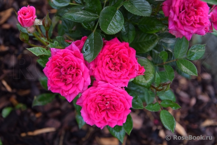 Royal Rose®