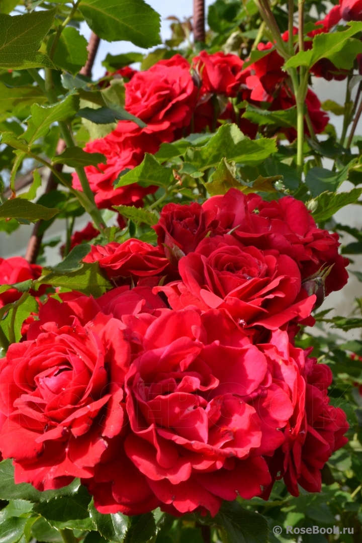 Paul's Scarlet Climber 