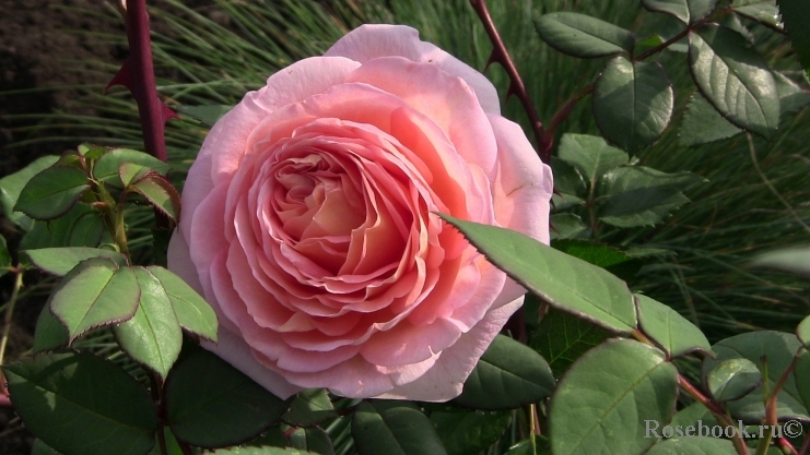Abraham Darby