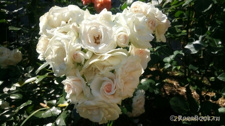 Aspirin Rose