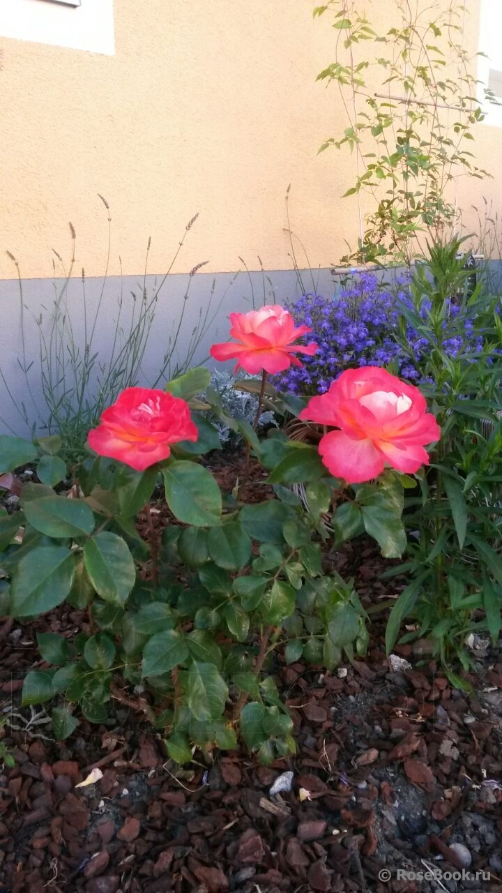 Caritas rosen