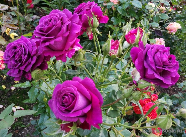 Parfum de Reve