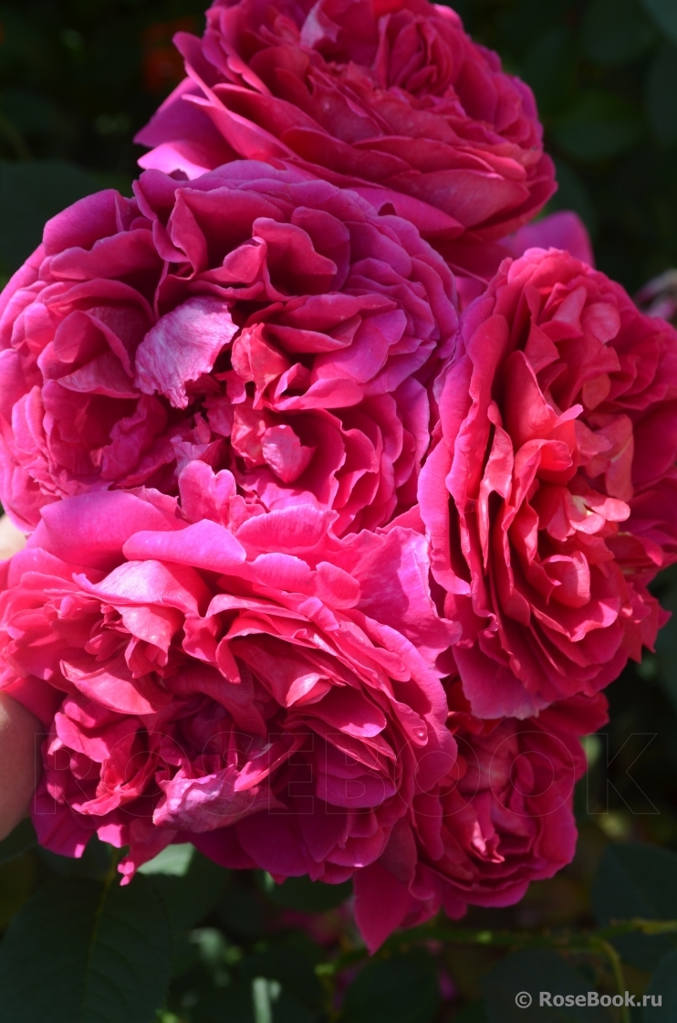 Princess Anne 