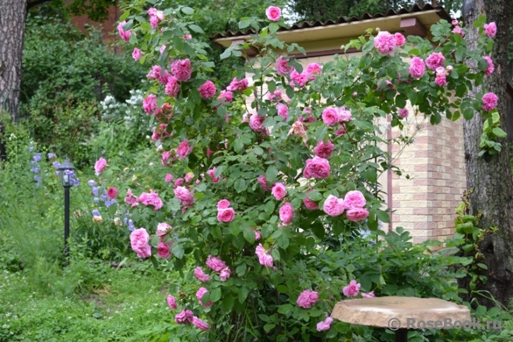 Gertrude Jekyll