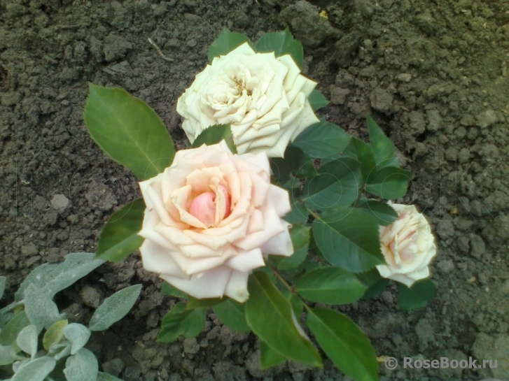 Eden Romantica ®