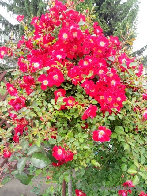 Rouge Meillandecor