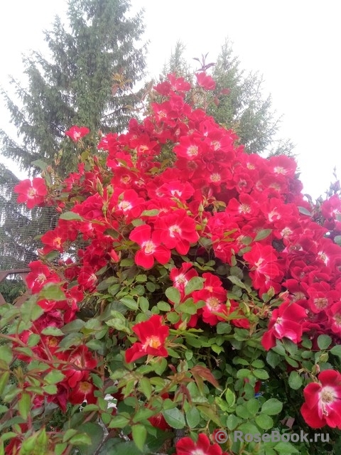 Rouge Meillandecor