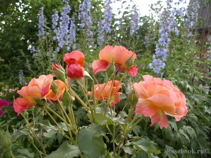 Westerland