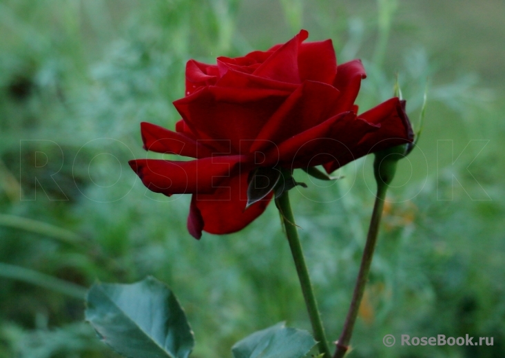 Glad Tidings 