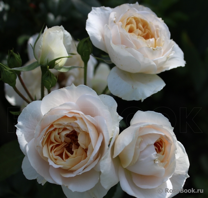 Lions Rose