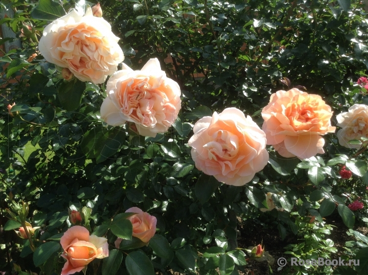 Sangerhauser Jubilaumsrose