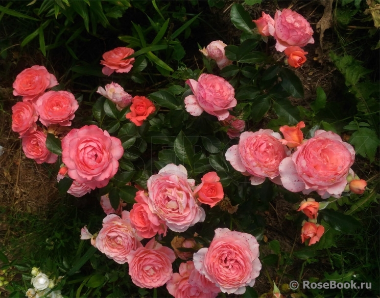 Pink Abundance 