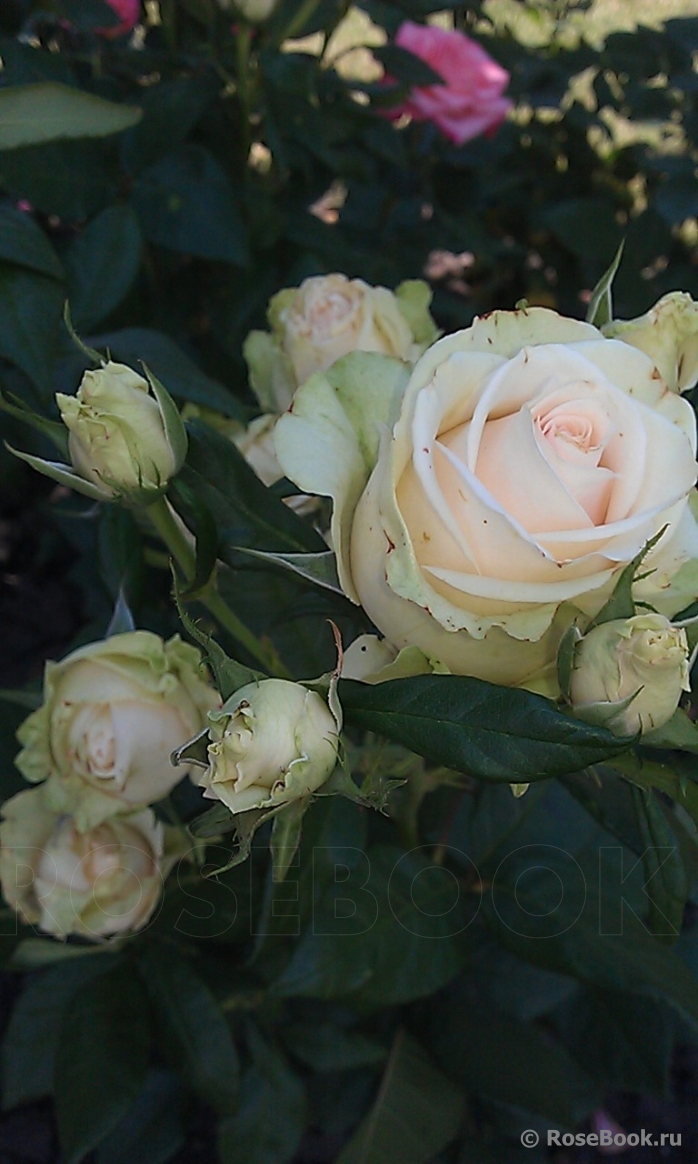 Галерея - La Perla (KORpenparo, Schloss Gödens Rose) - Энциклопедия роз