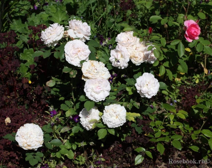 Morden Blush