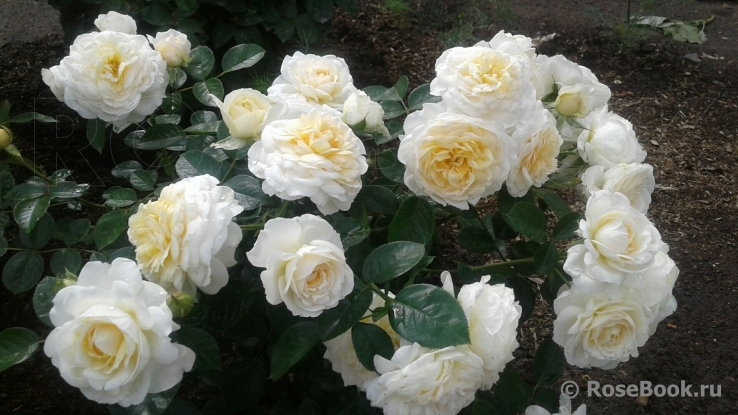 Cream Abundance 