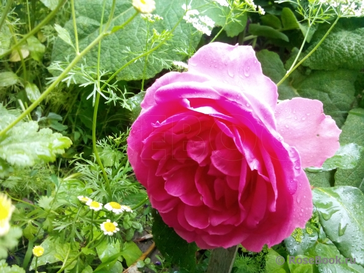 Decor Rose