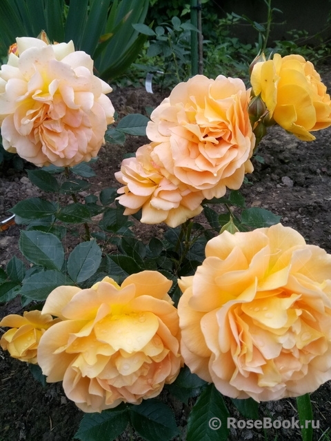 Goldelse