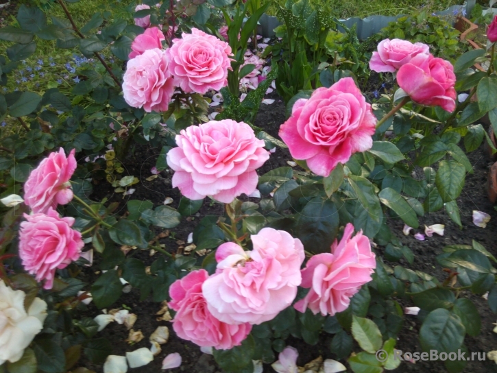 Tickled Pink