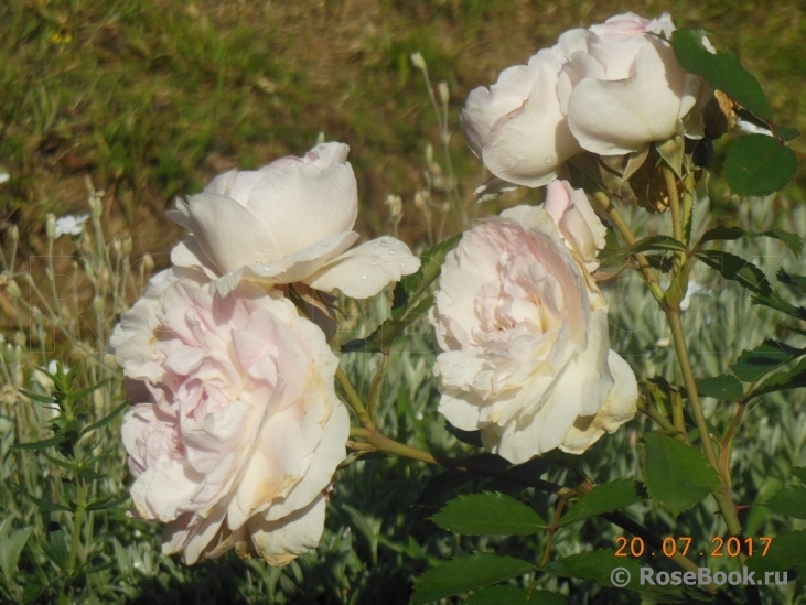 Morden Blush