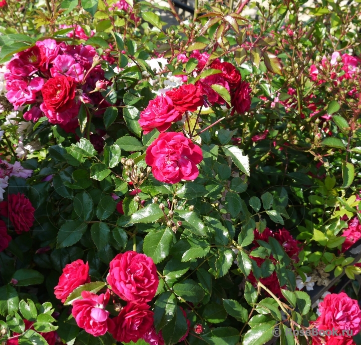 Starlet®-Rose Lola®
