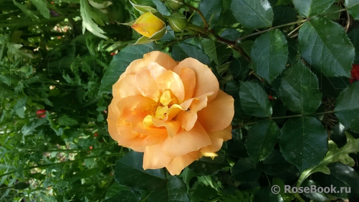Goldelse