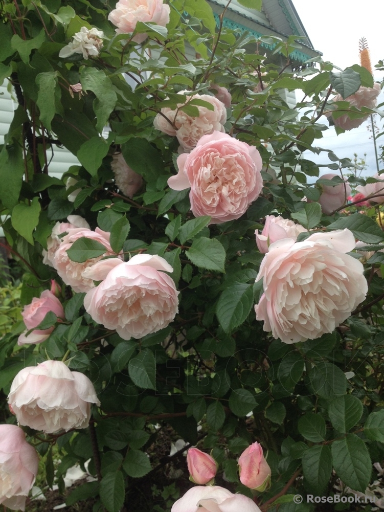 Generous Gardener, The