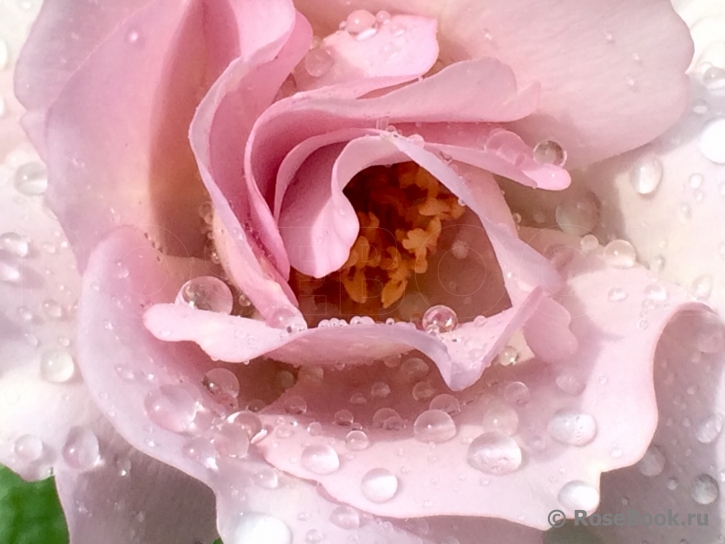 Couture Rose Tilia