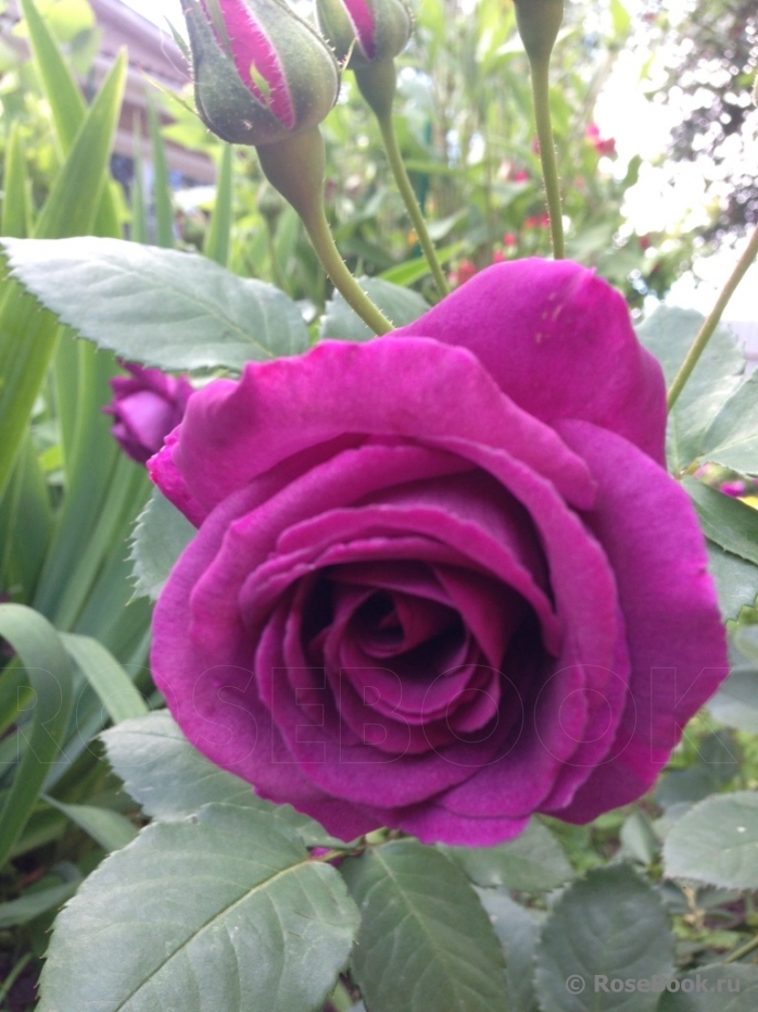 Parfum de Reve