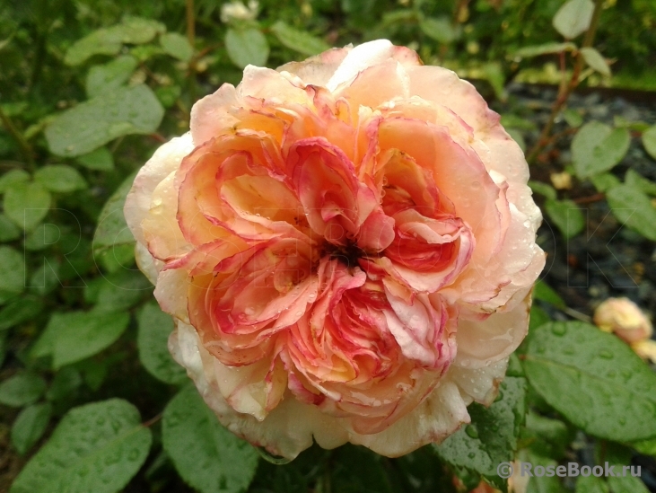 White Fox Rose