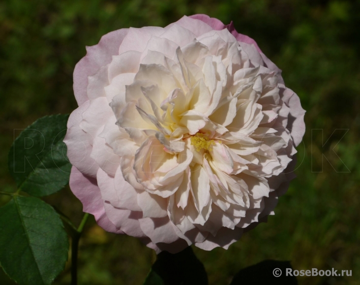 Constance