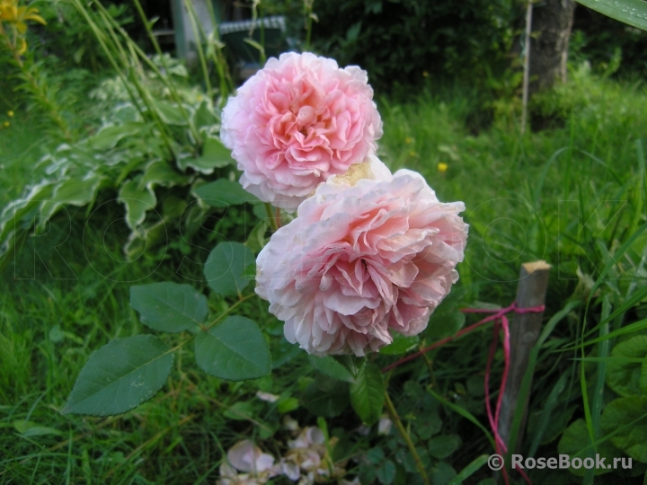 Abraham Darby