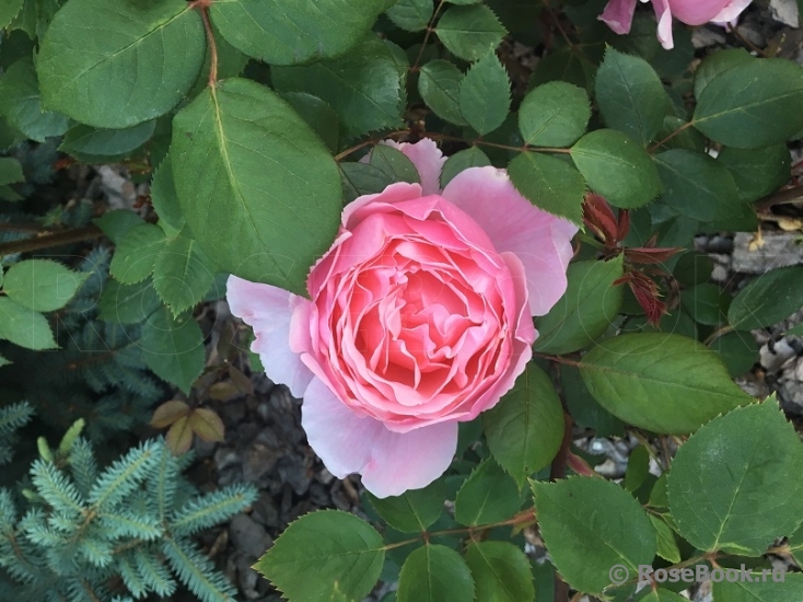 Brother Cadfael